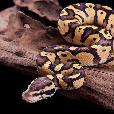 Shed your misconceptions about snakes