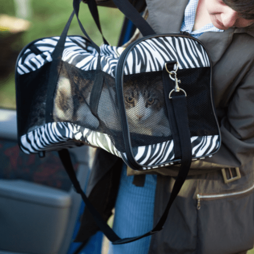 Pet Disaster Preparation Tips