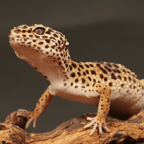 Things To Consider When Adopting A Gecko