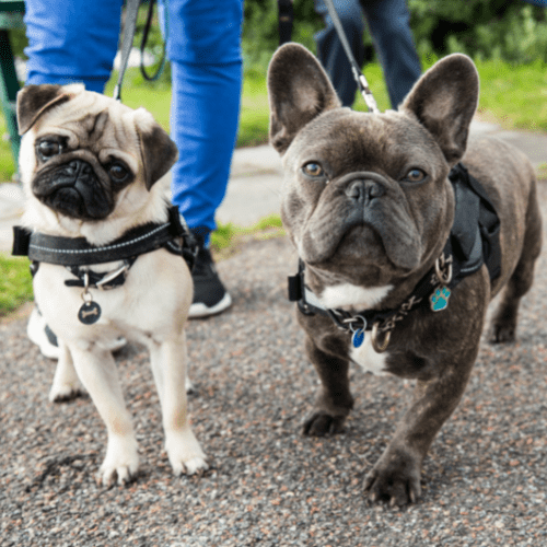 Walk Your Dog Week