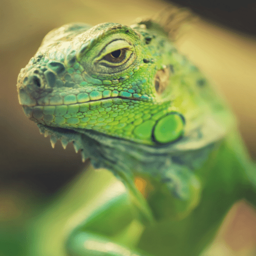 Green bearded dragon facing to the right