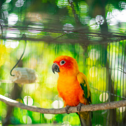 Bright orange parrot inside a cage