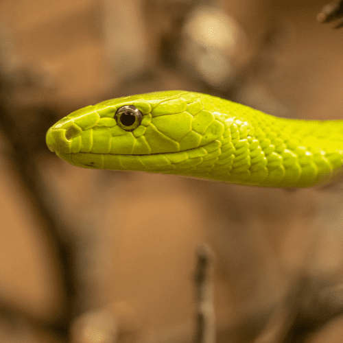 Neon green snake facing to the left