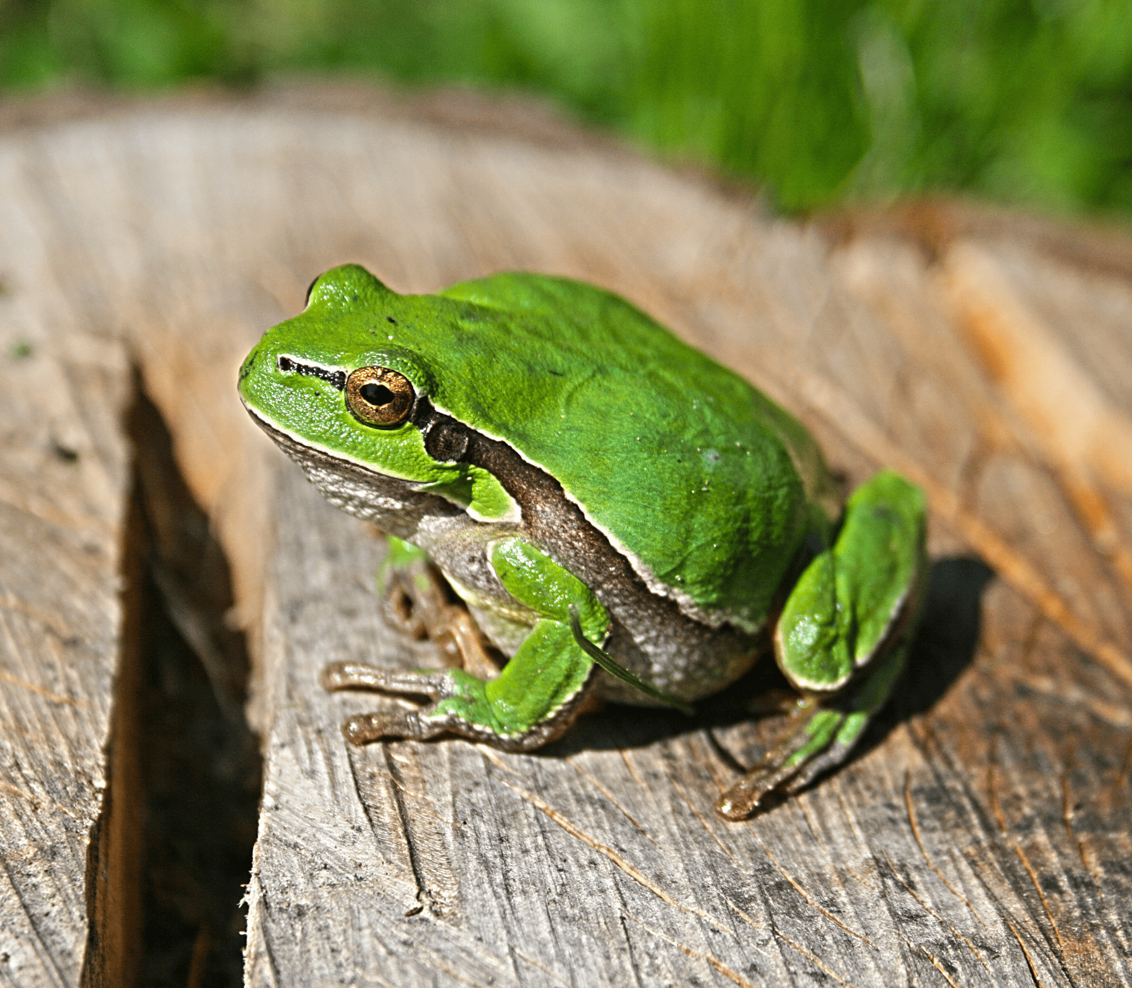 Green pacman frog facing to the left.