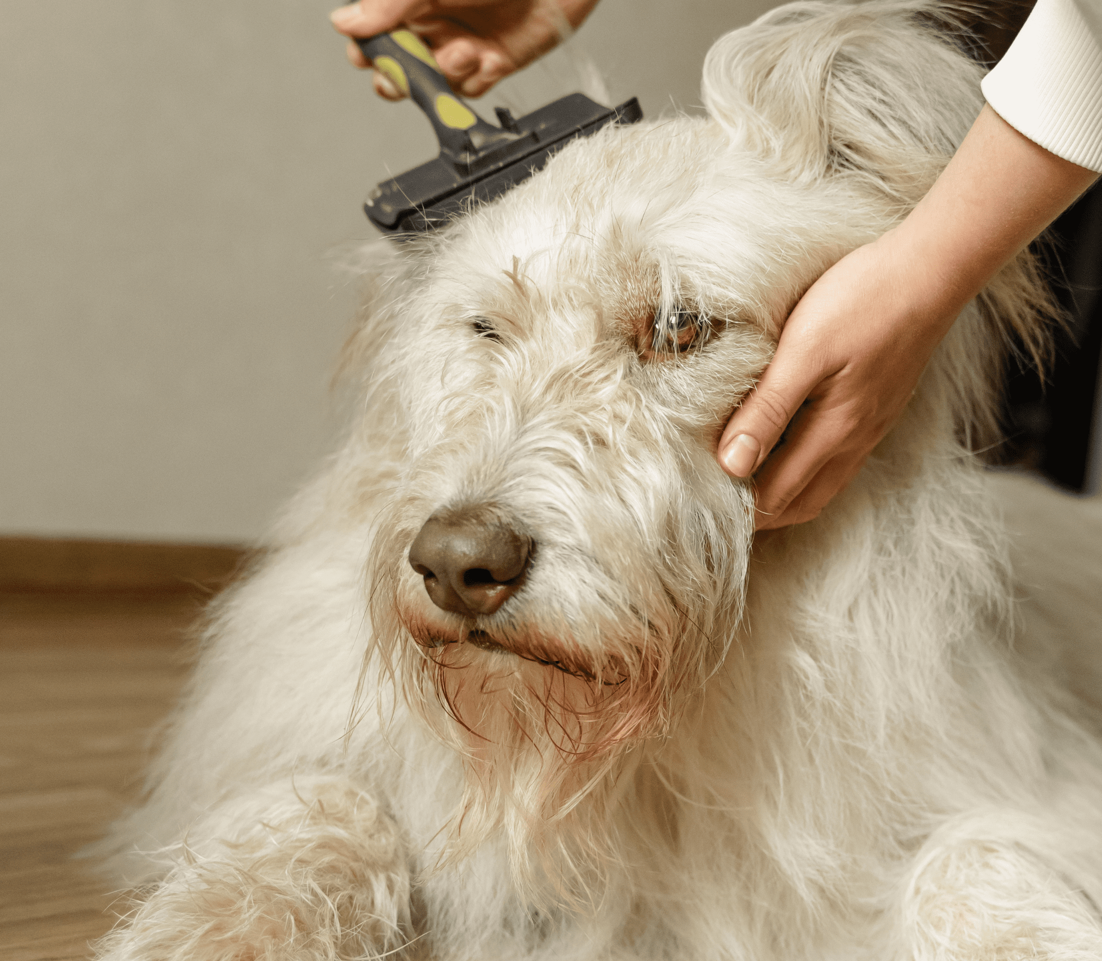 White and hairy old dog gets a hair care