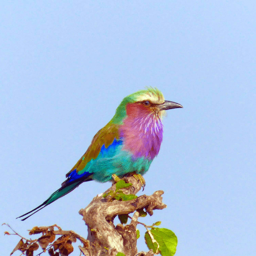 Colorful bird on a small branch