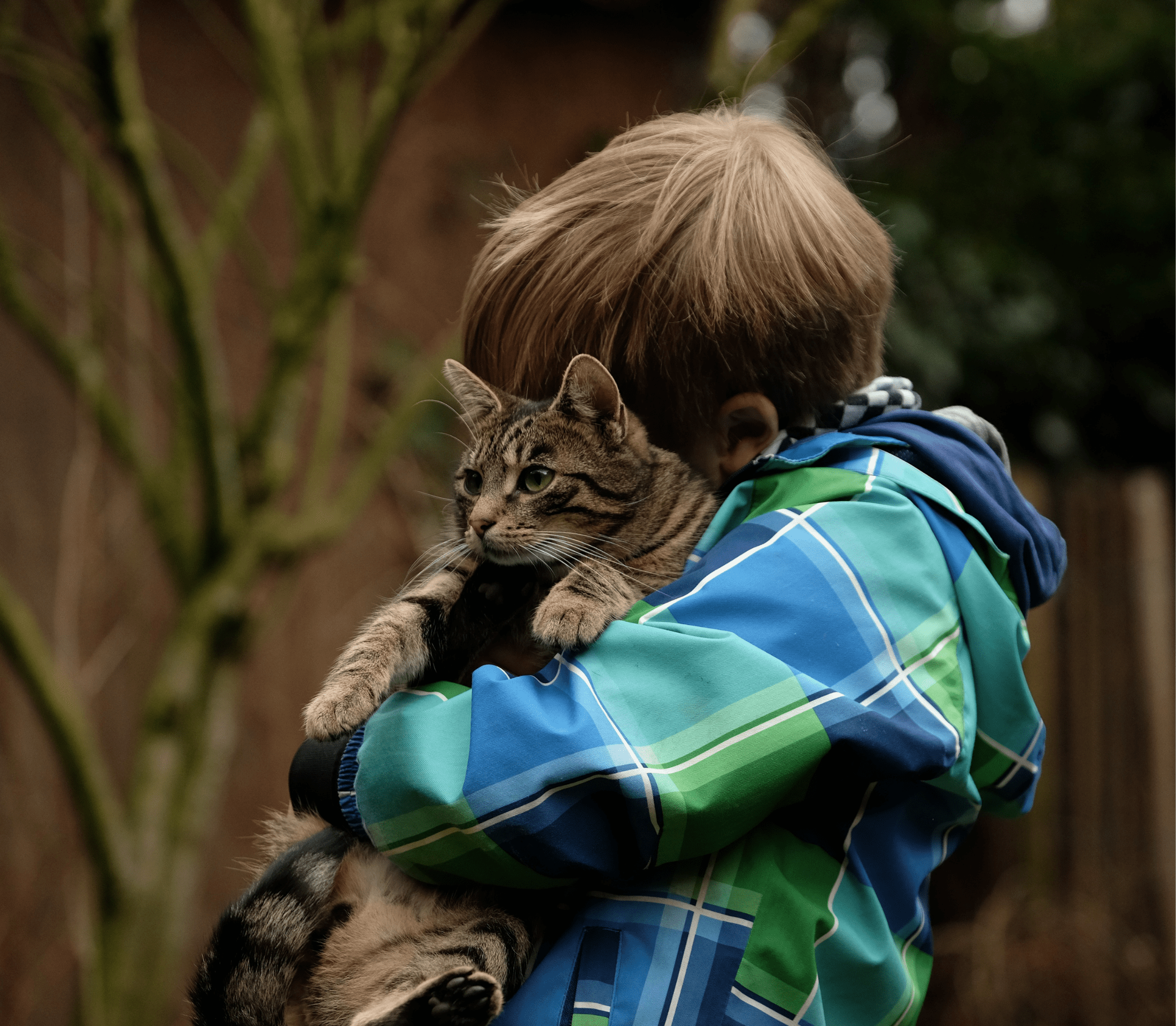 Gray cat cuddled by a boy in blue jacket