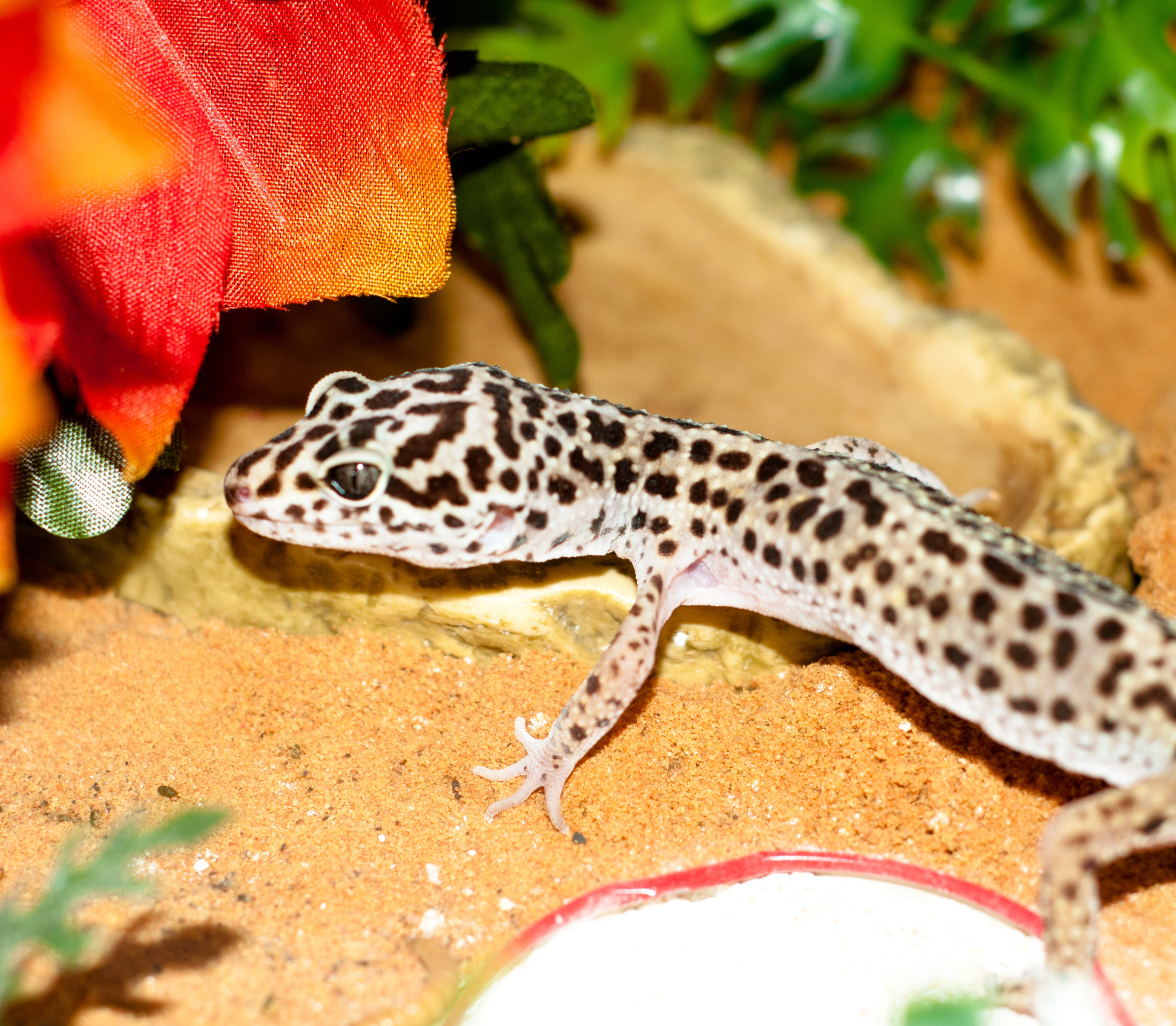 Summer Lizard Care