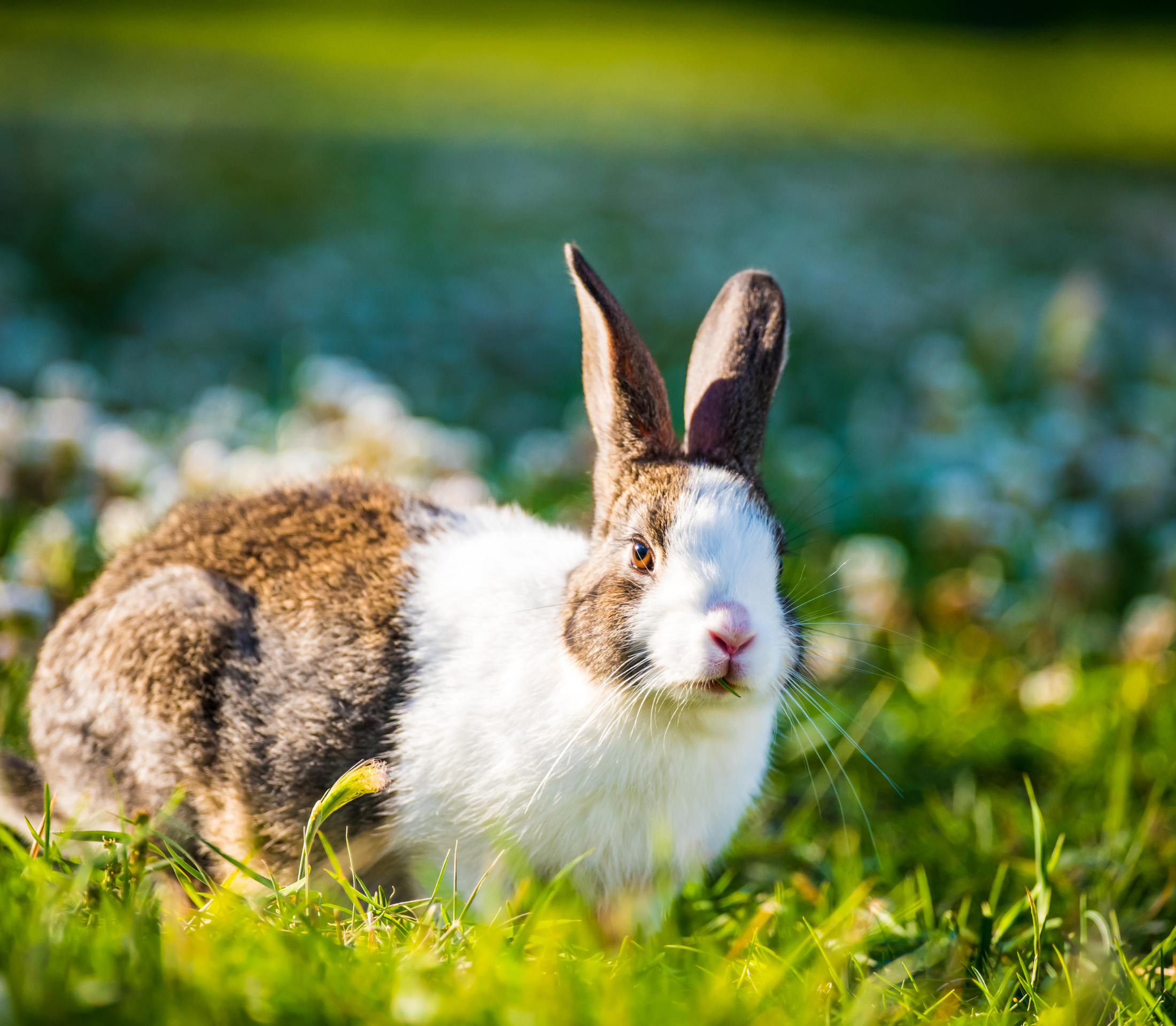 Brownish rabbit on a grassy field