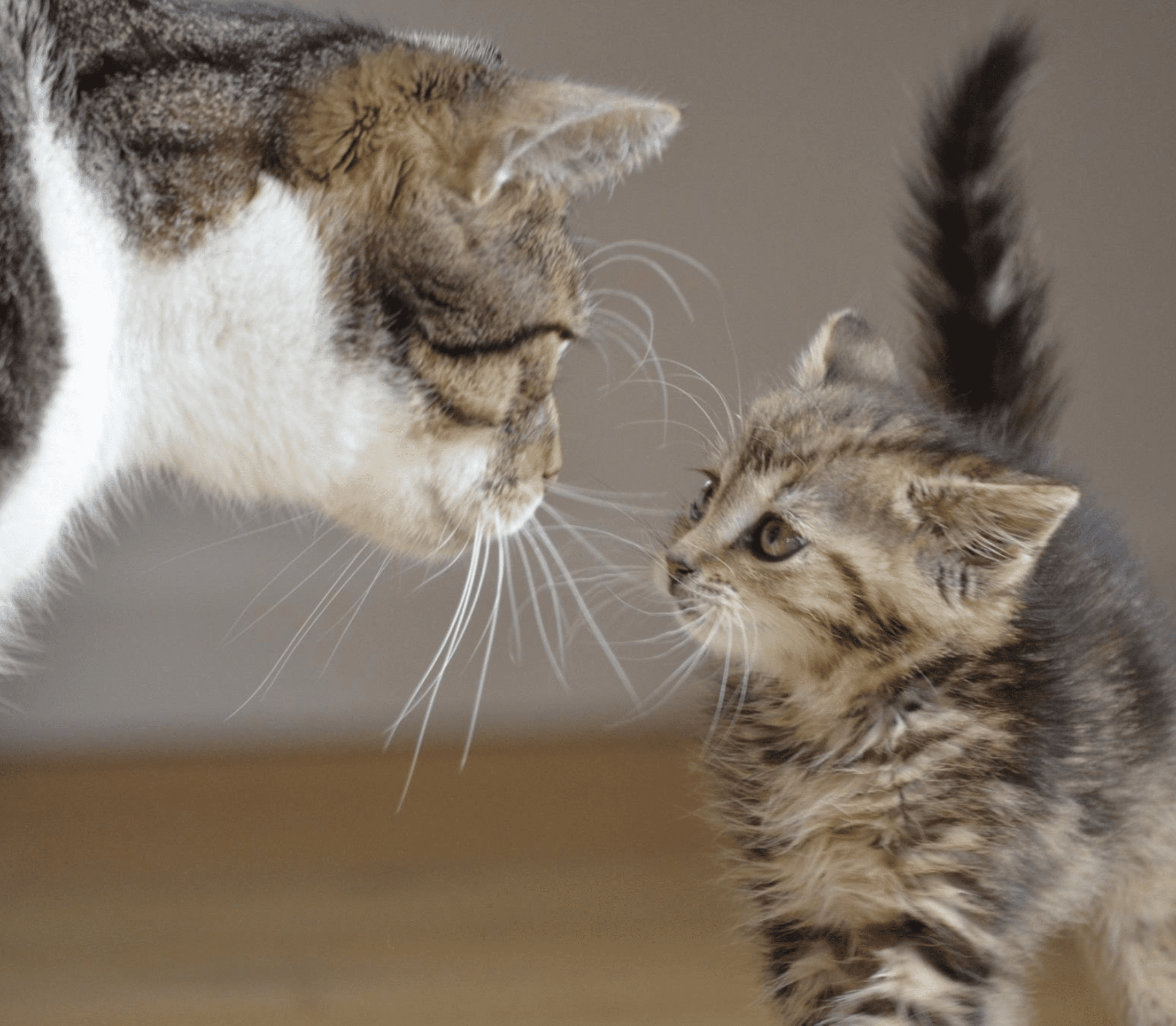 Gray mother cat and kitten
