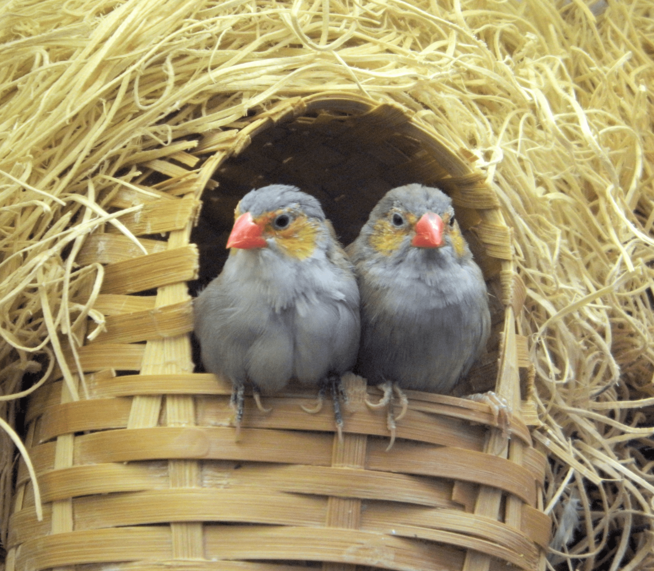 Two gray birds on a nest entrance