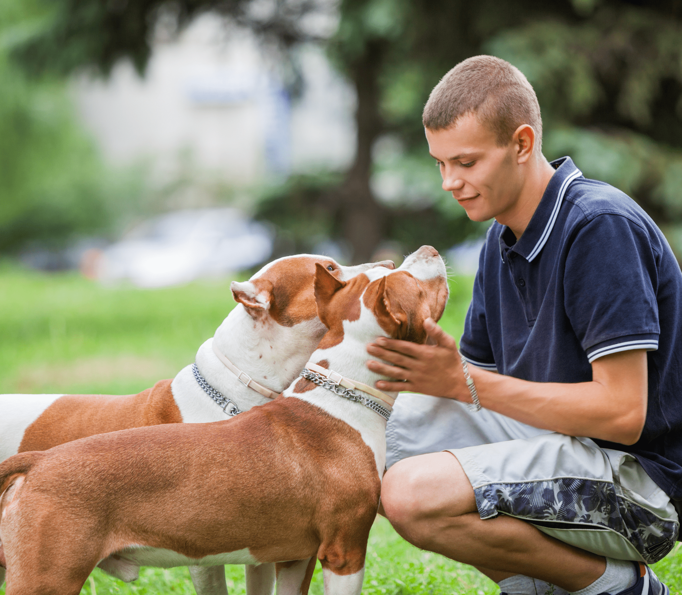 Two brown bulldogs with man in blue shirt