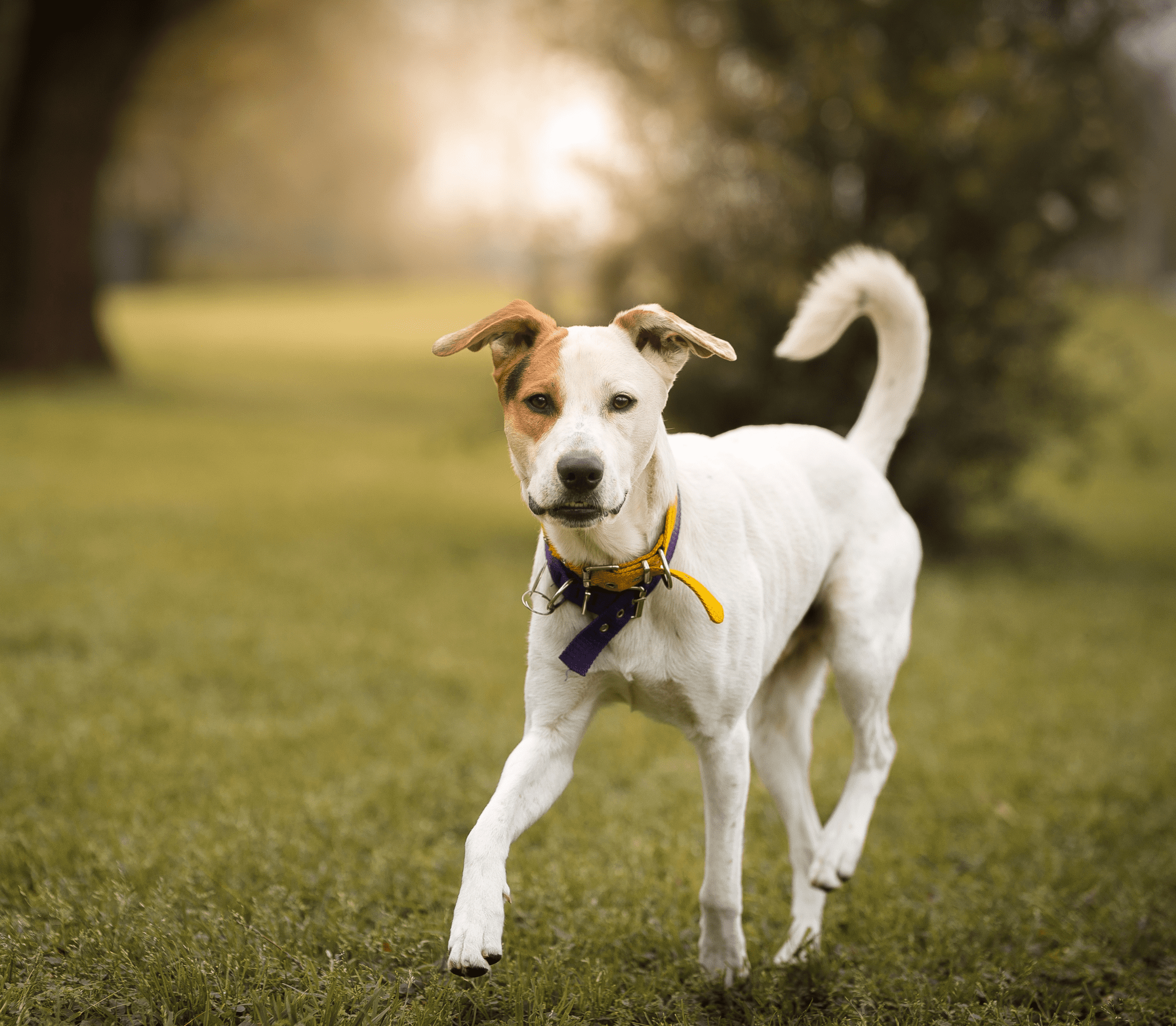 Mutt running in the park