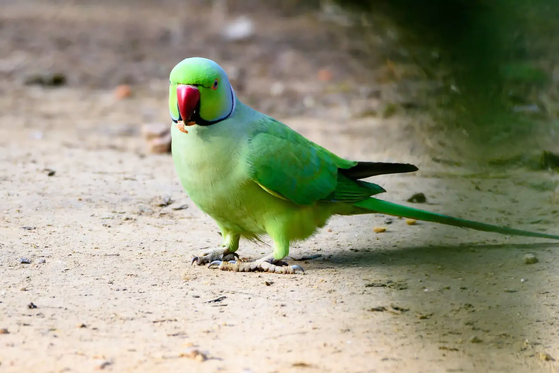 Green parrot