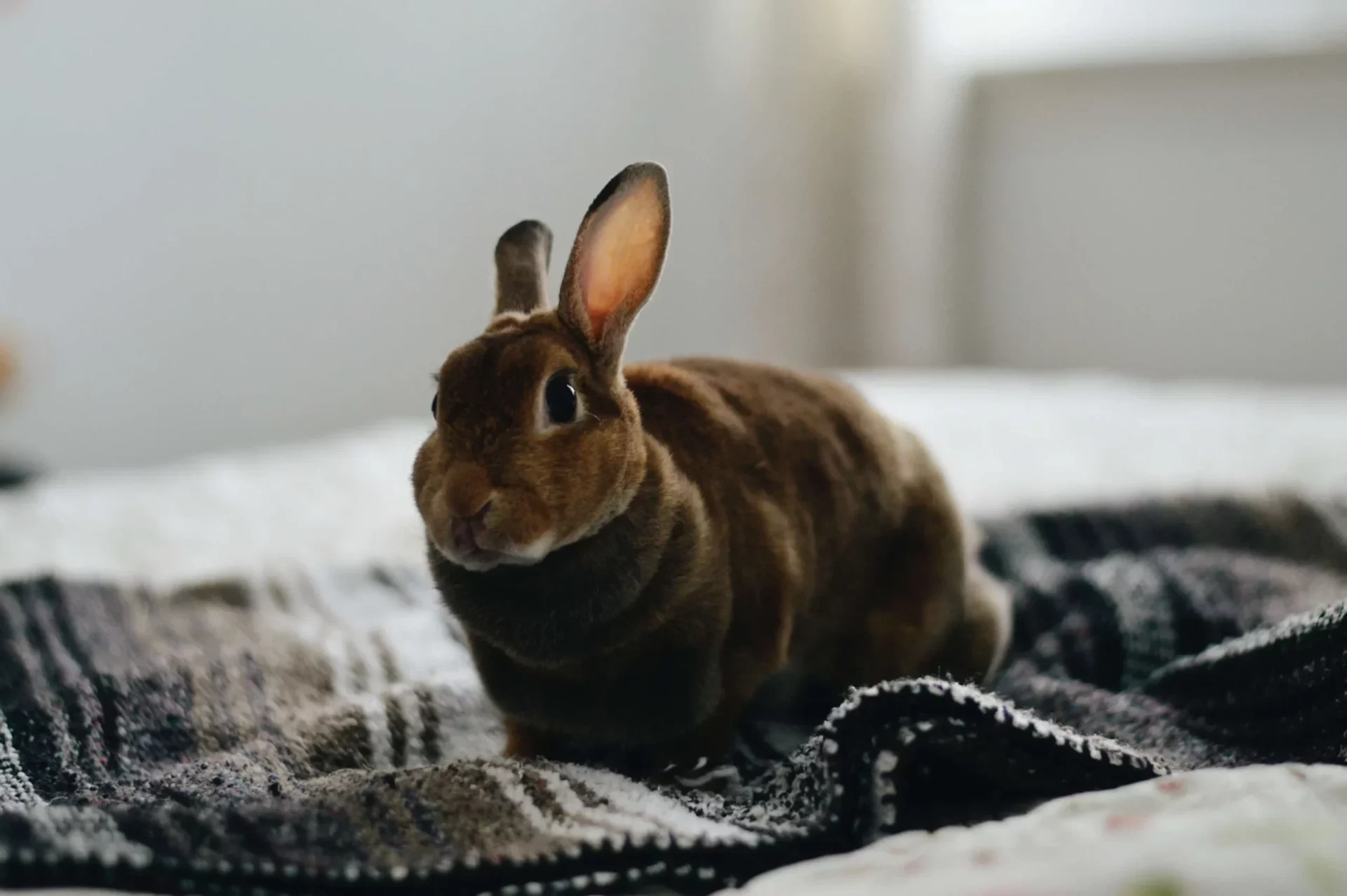Rabbit