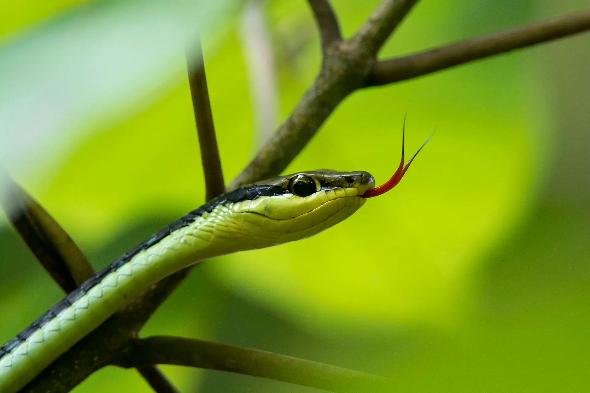 Green snake