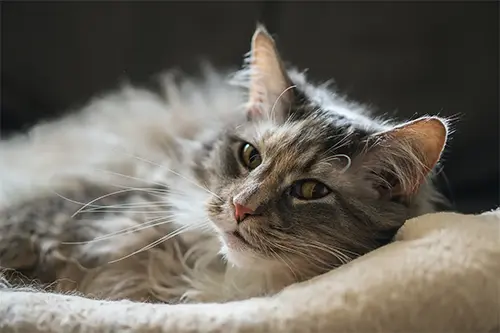 Feline Focus
