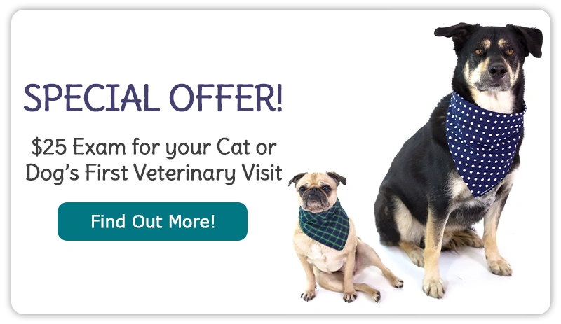 Special Offer! $25 Exam for your Cat or Dog’s First Veterinary Visit
