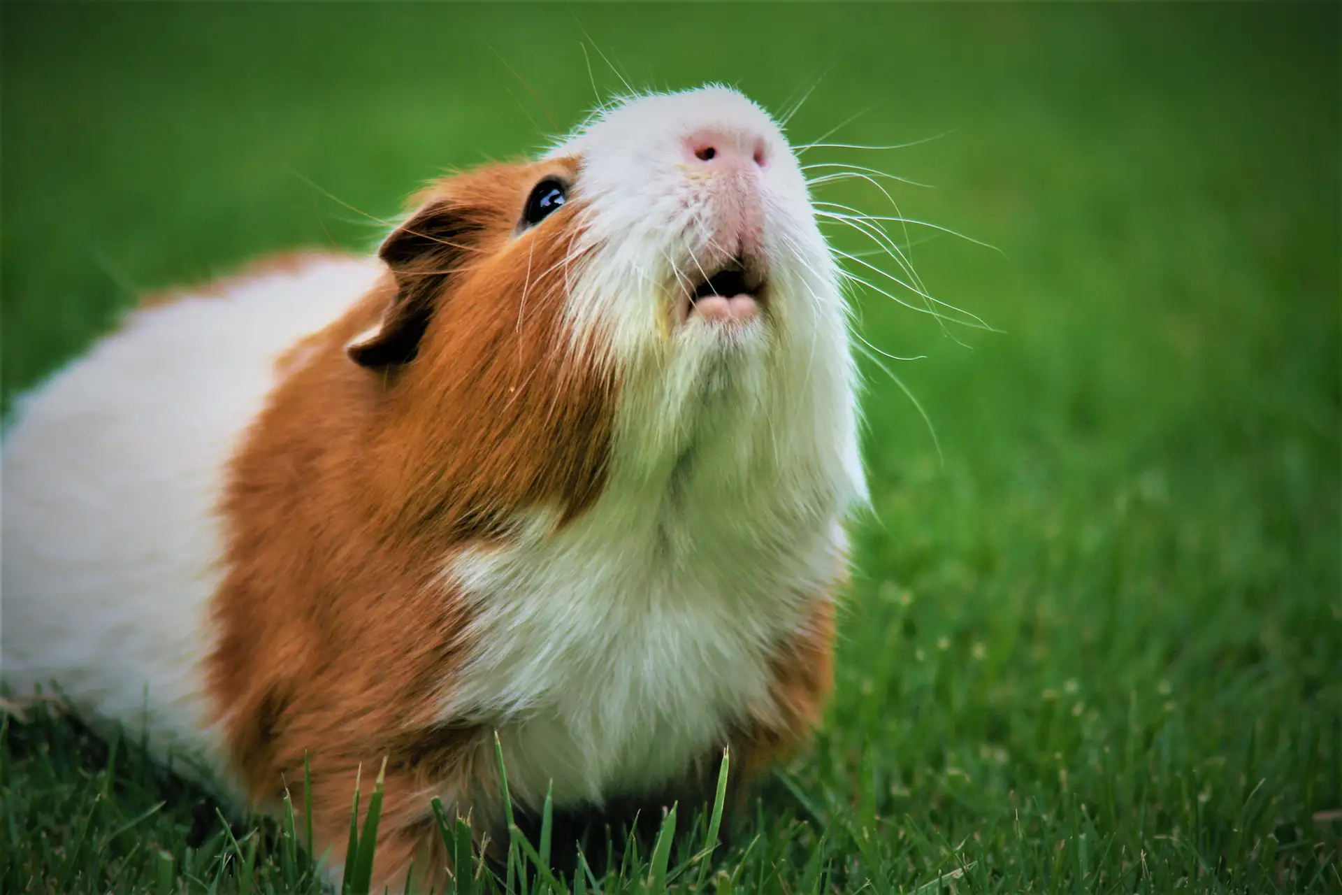 Guinea pig on a lawn