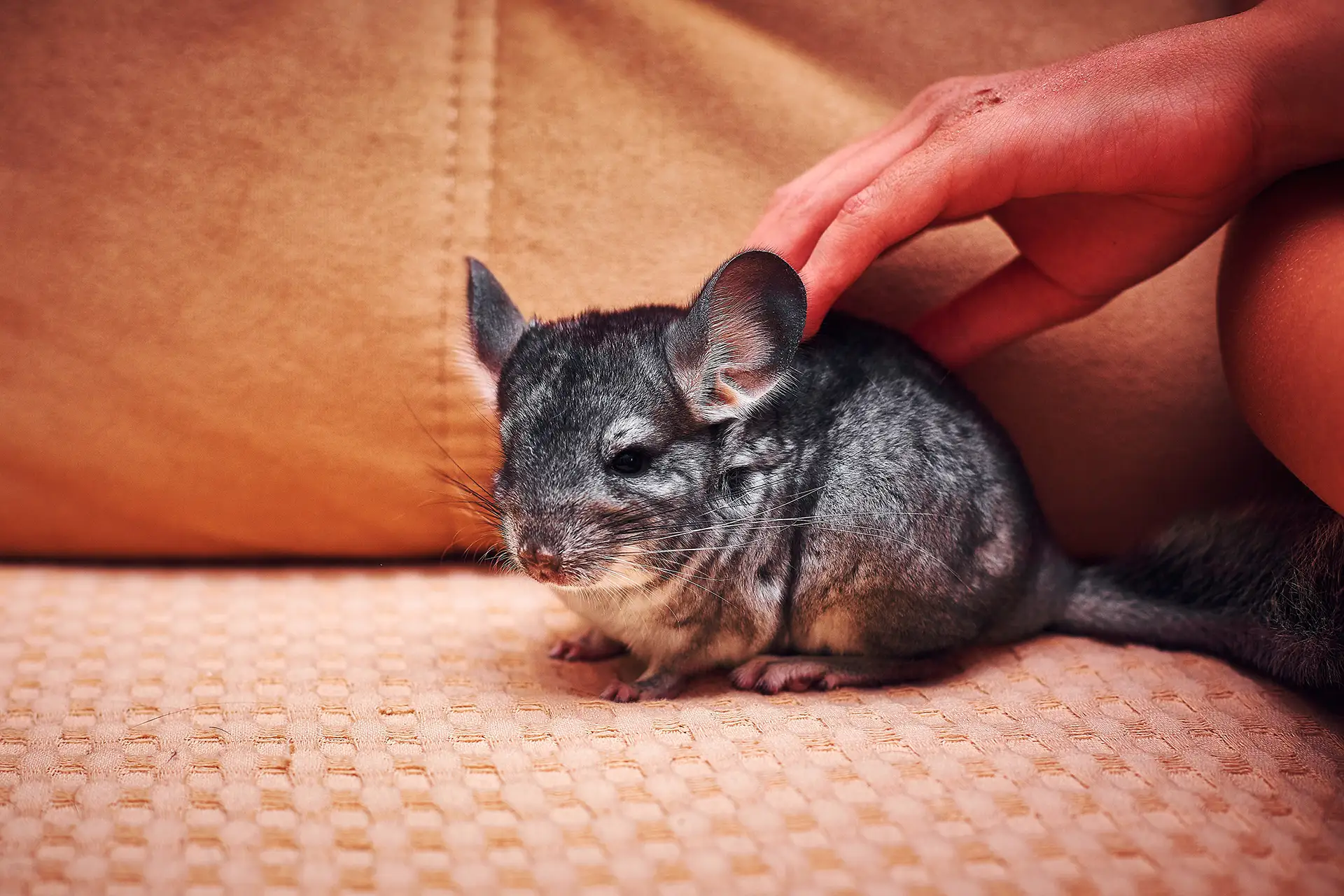 Happy chinchilla getting petted.
