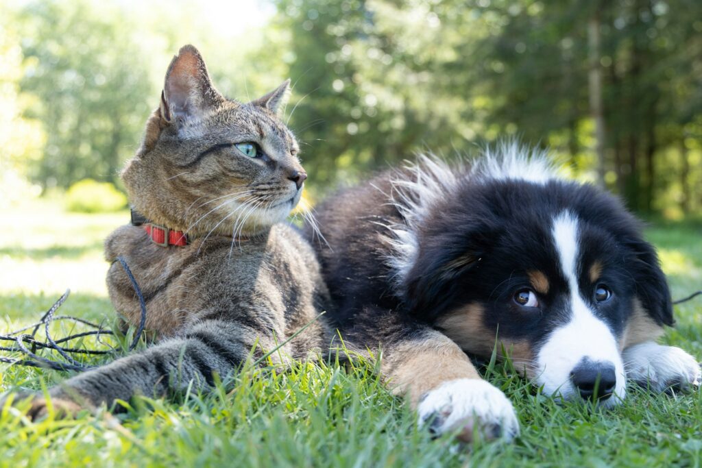 Introduction: The Mystery of Pet Behavior—Solved!