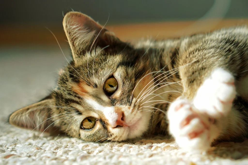A tabby kitten lying on its side on a textured carpet.