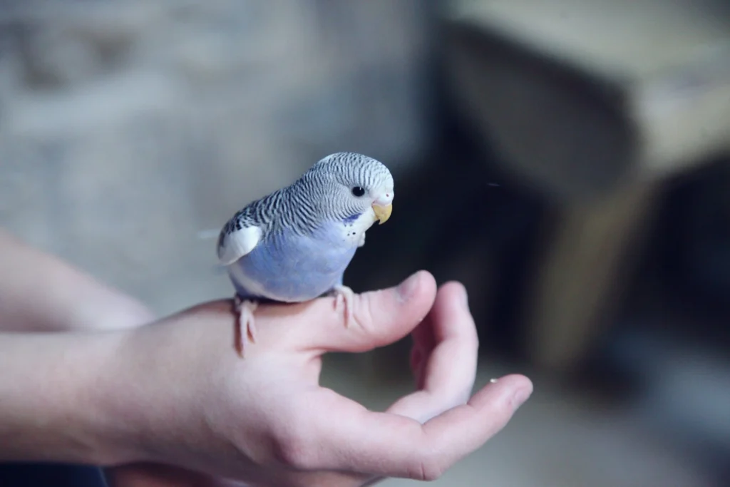 A small blue and white budgie perches on a person's hand.