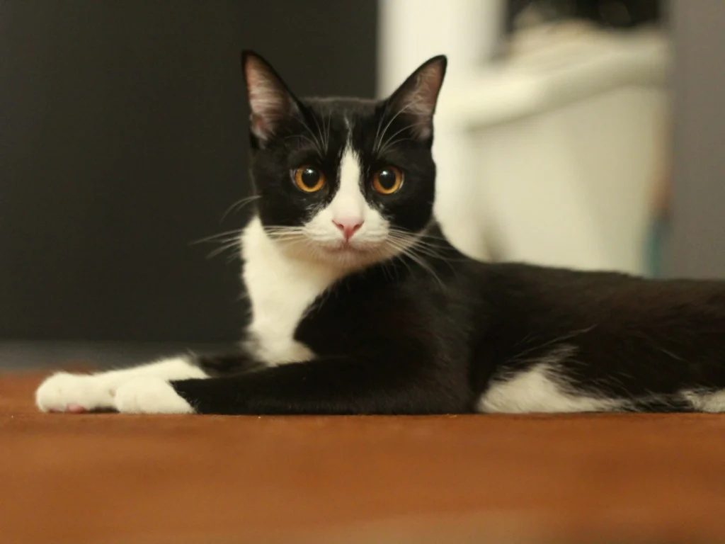 A tuxedo cat lies on a warm brown surface.